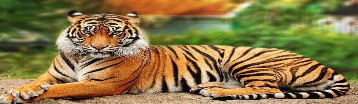 Uttarakhand में बाघ आकलन की तैयारियां तेज, अक्टूबर में शुरू होगा साइंस सर्वे!
