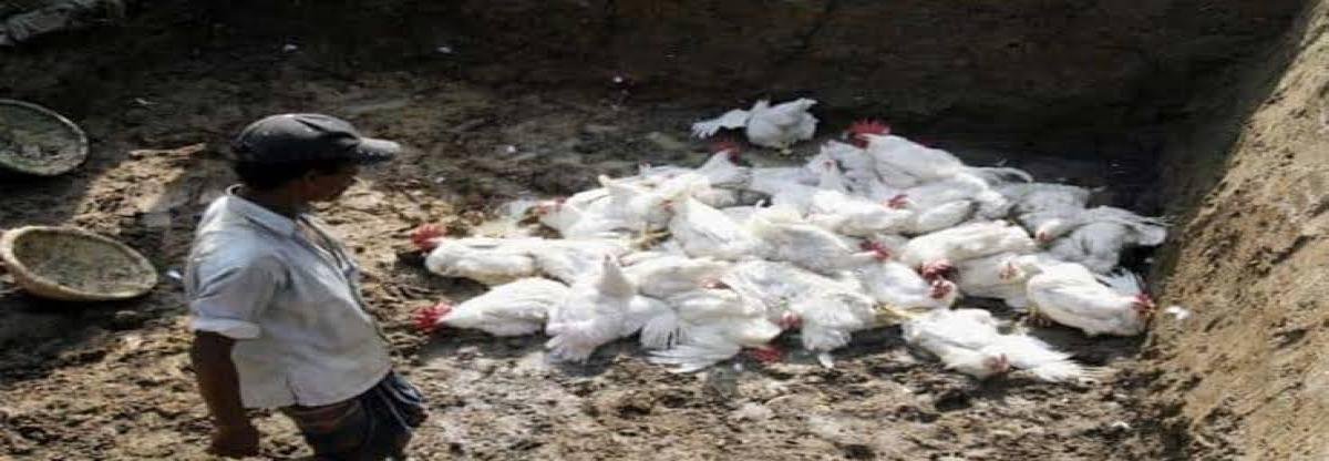 Uttarakhand में बर्ड फ्लू का कहर, 3200 मुर्गियों की मौत, जिम कॉर्बेट में कोविड जैसे सख्त प्रोटोकॉल लागू!