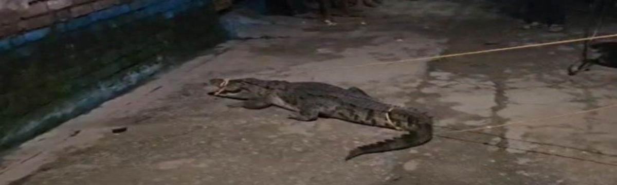 पीलीभीत में घर और सड़क पर दिखे मगरमच्छ, ग्रामीणों में मची दहशत