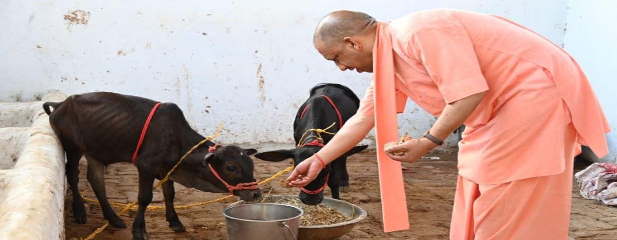 गोवर्धन पूजा पर सीएम योगी ने गोरखनाथ मंदिर में की गौ-सेवा, बोले - भारत की समृद्धि का आधार है गौवंश