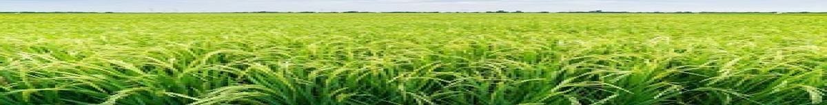 उत्तराखंड: घटता खेती का रकबा, बढ़ता उत्पादन — जैविक व मोटे अनाजों ने दी नई पहचान