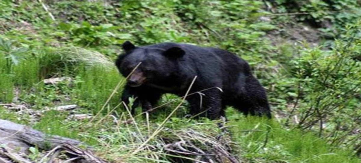 चमोली और रुद्रप्रयाग में भालू का आतंक: तीन जगहों पर हमले, महिला और दो लोग घायल