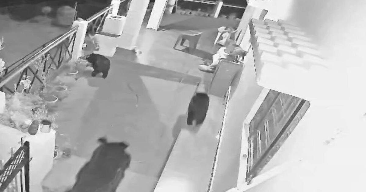 मल्ला गांव में घर में घुसे भालू, CCTV में कैद हुई घटना ग्रामीणों में भय का माहौल