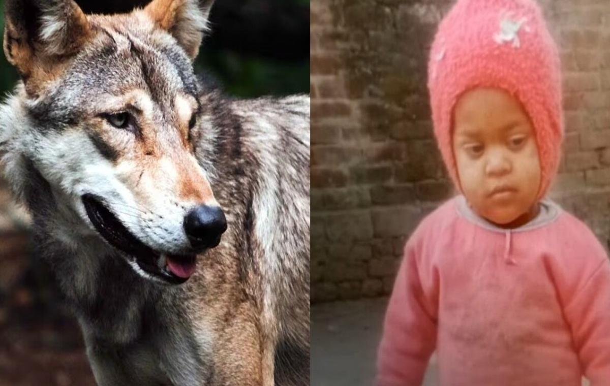 आदमखोर भेड़िये का आतंक: मां की गोद से मासूम को छीन ले गया, गांव में दहशत, सर्च ऑपरेशन जारी