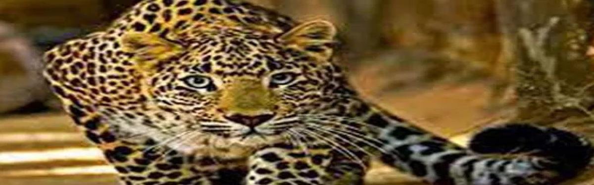 पौड़ी गढ़वाल में गुलदार का आतंक: 4 साल की बच्ची को बनाया शिकार, चौबट्टाखाल में दहशत