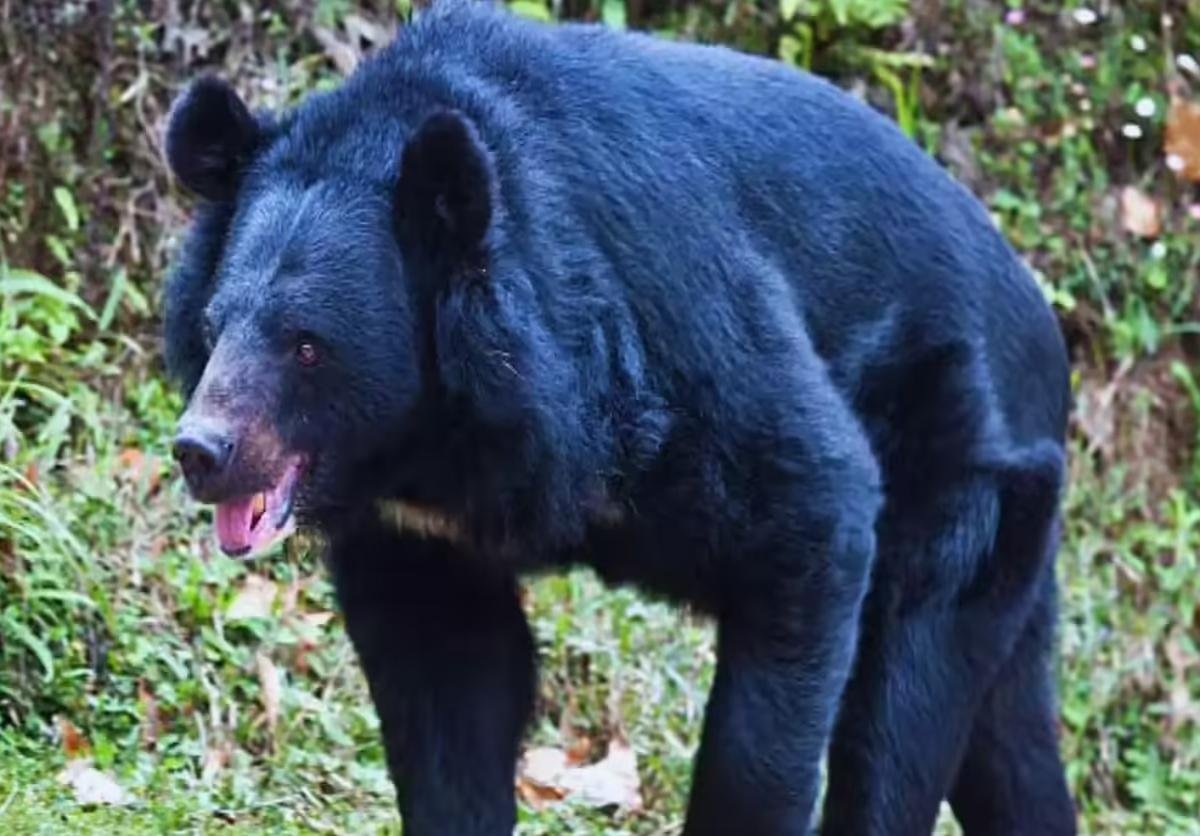 पौड़ी गढ़वाल में भालू का हमला: जंगल गई महिला गंभीर घायल, एम्स ऋषिकेश रेफर