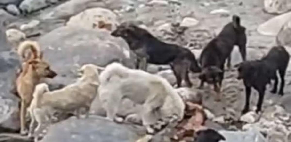 उत्तरकाशी के केदार घाट पर अधजले शवों को खा रहे आवारा कुत्ते, बढ़ा खतरा