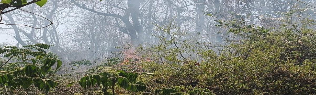 लैंसडोन के पठानकोट वन क्षेत्र में भीषण आग, हजारों पौधे जलकर नष्ट