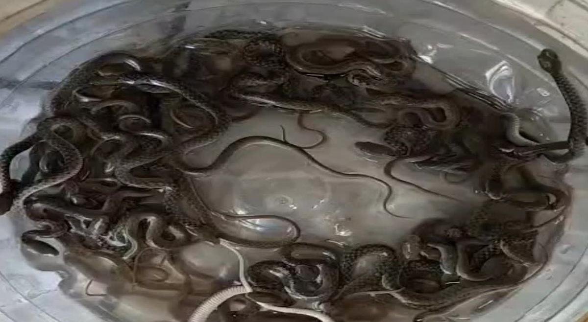 हरिद्वार में पानी की टंकी से निकले 27 सांप के बच्चे, परिवार में मचा हड़कंप, वन विभाग ने किया रेस्क्यू
