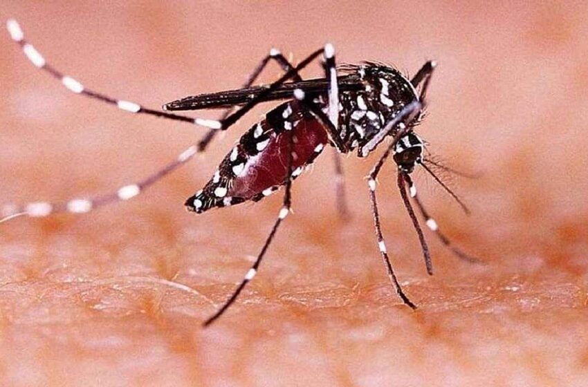  दुनिया से खत्म होगा डेंगू, इंडोनेशियाई वैज्ञानिकों ने तैयार किये GOOD MOSQUITO | Nation One