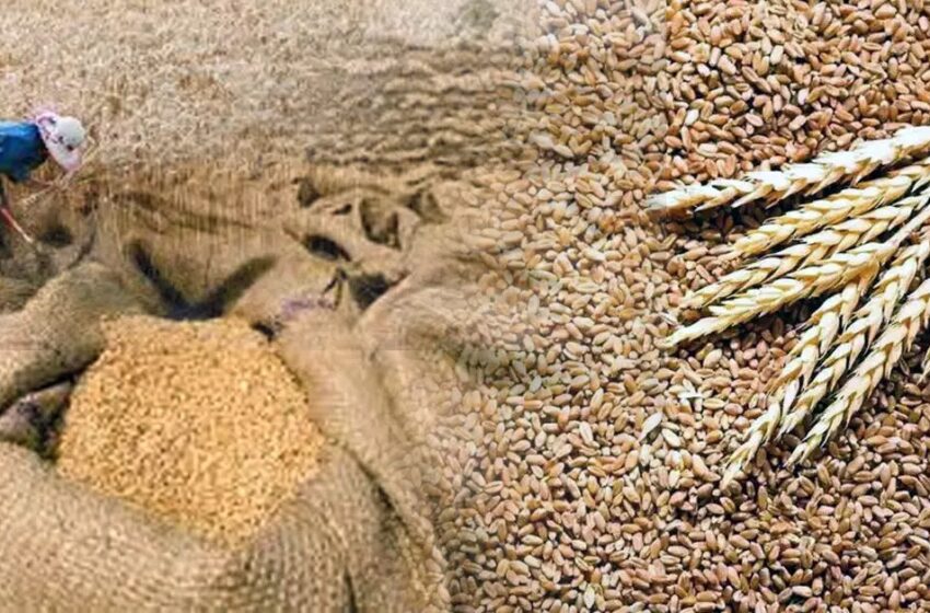  Wheat Export: भारत ने तत्काल प्रभाव से गेहूं के निर्यात पर लगाई रोक, जानें कारण | Nation One