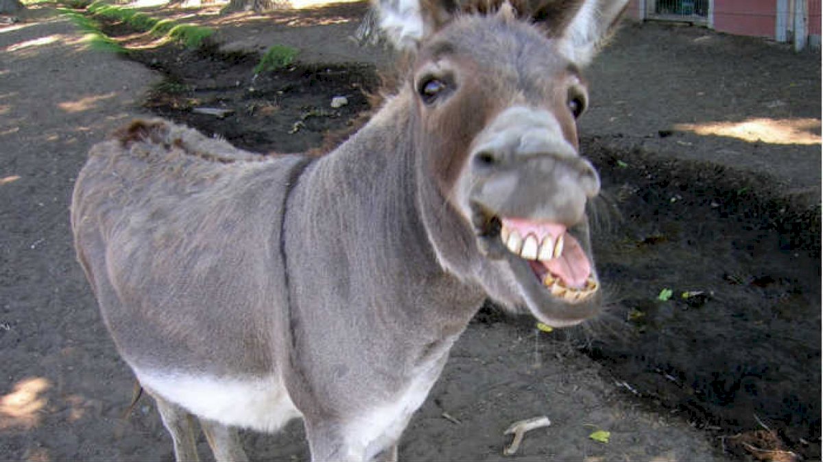 Donkey population In Pakistan