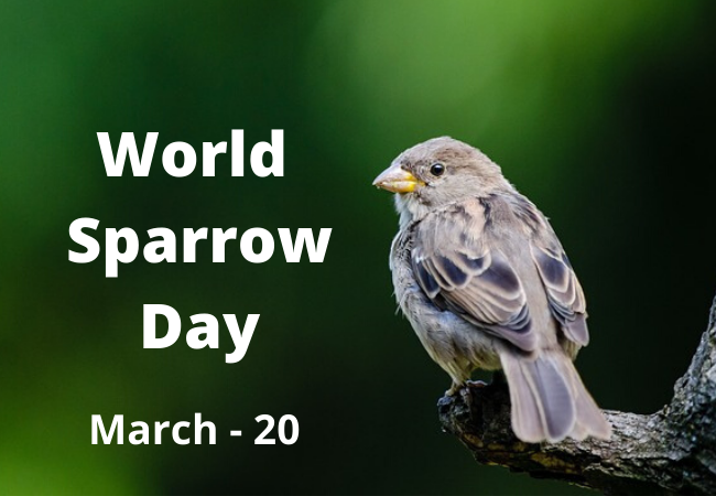  World Sparrow Day आज, जानें इसको मनाने का इतिहास और क्या है इस दिन का महत्व | Nation One