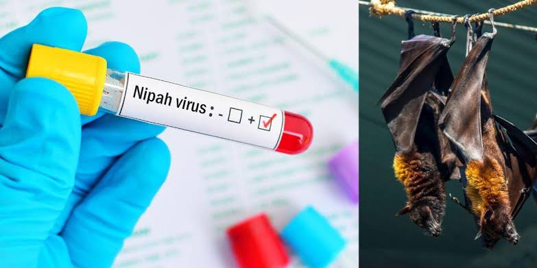  कोरोना से भी ज्यादा खतरनाक है Nipah Virus, अब तक 6 मरीजों की पहचान, 2 की मौत | Nation One