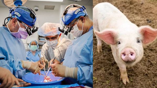  NEWS : डॉक्टरों ने इंसान के शरीर में लगा दिया सूअर का दिल, फिर हुआ ये | Nation One
