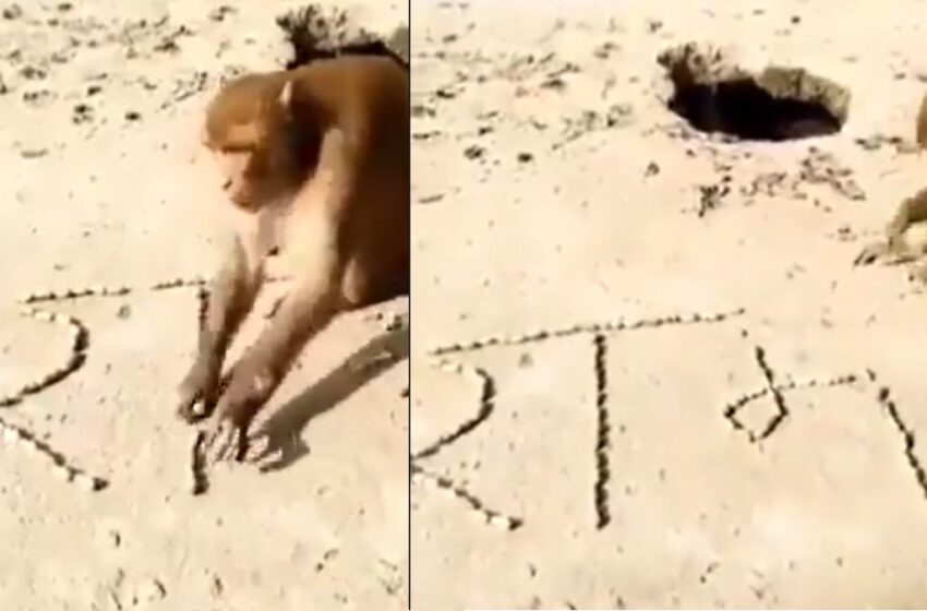  Viral Video : बंदर ने मूंगफली से लिख दिया ‘राम’ नाम! लोग भी हो गए हैरान | Nation One