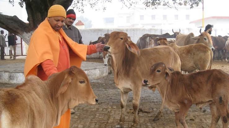  UP News : पशुधन उत्पादकता बढ़ाने के लिए गांवों में चारागाह विकास पर योगी सरकार का फोकस | Nation One